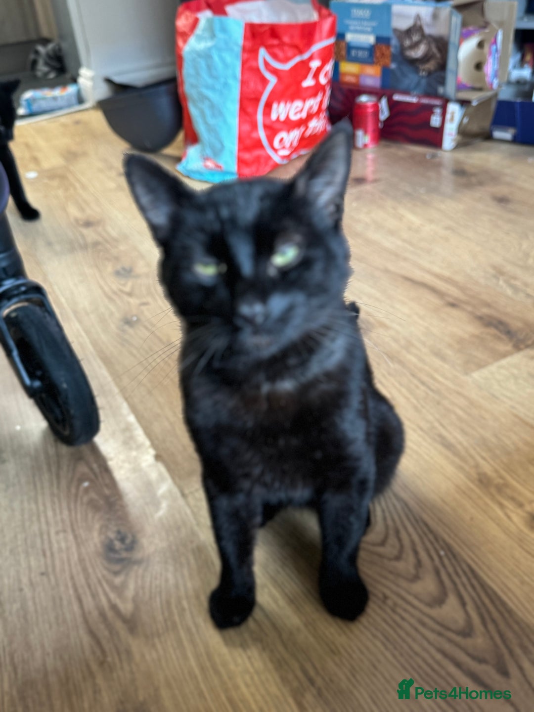 British Longhair cats for sale: 2 Male Cats - Image 2