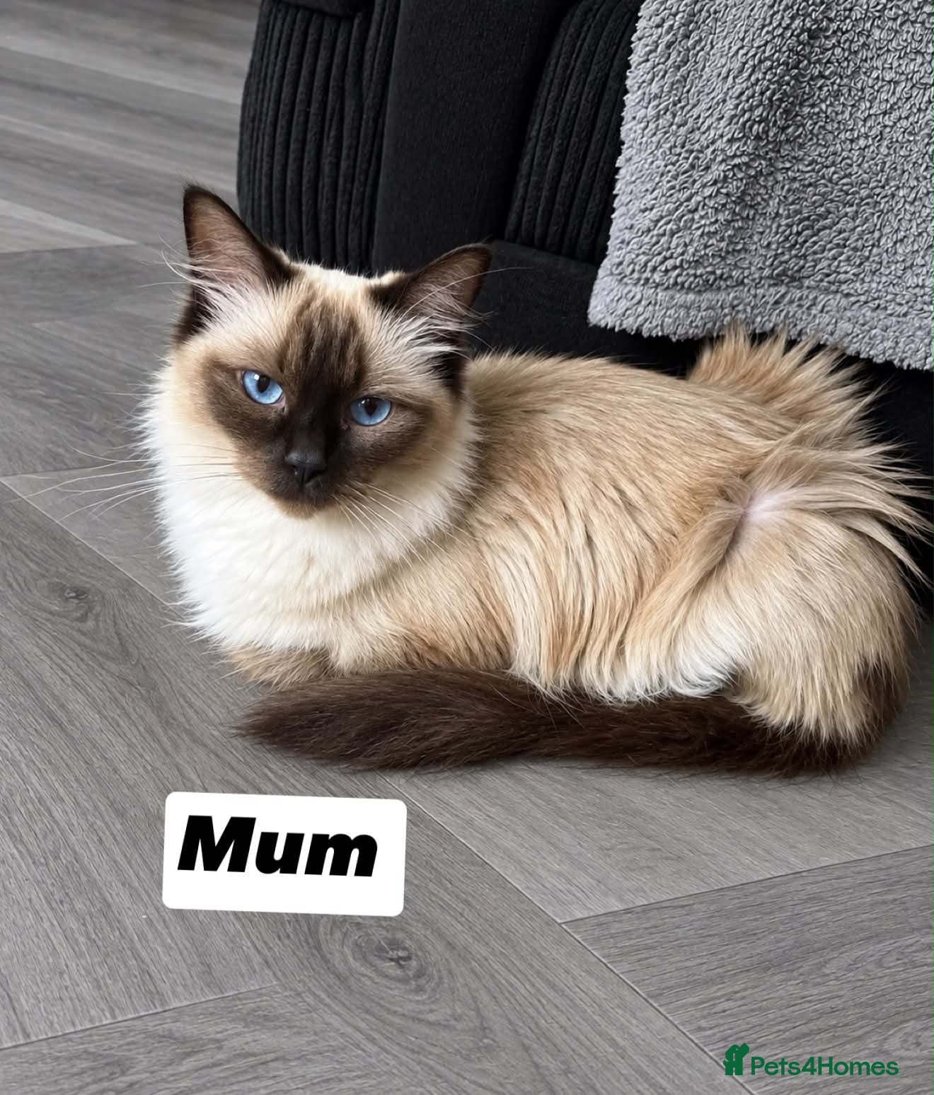 Ragdoll cats Ragdoll crossed short hair kittens - Advert 1