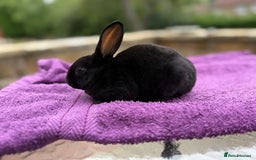 Rex rabbits for sale: Purebred Mini Rex - Image 9
