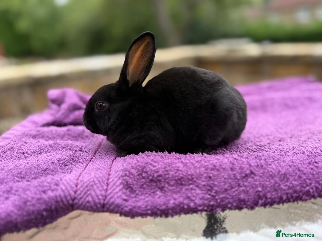 Rex rabbits for sale: Purebred Mini Rex - Image 9