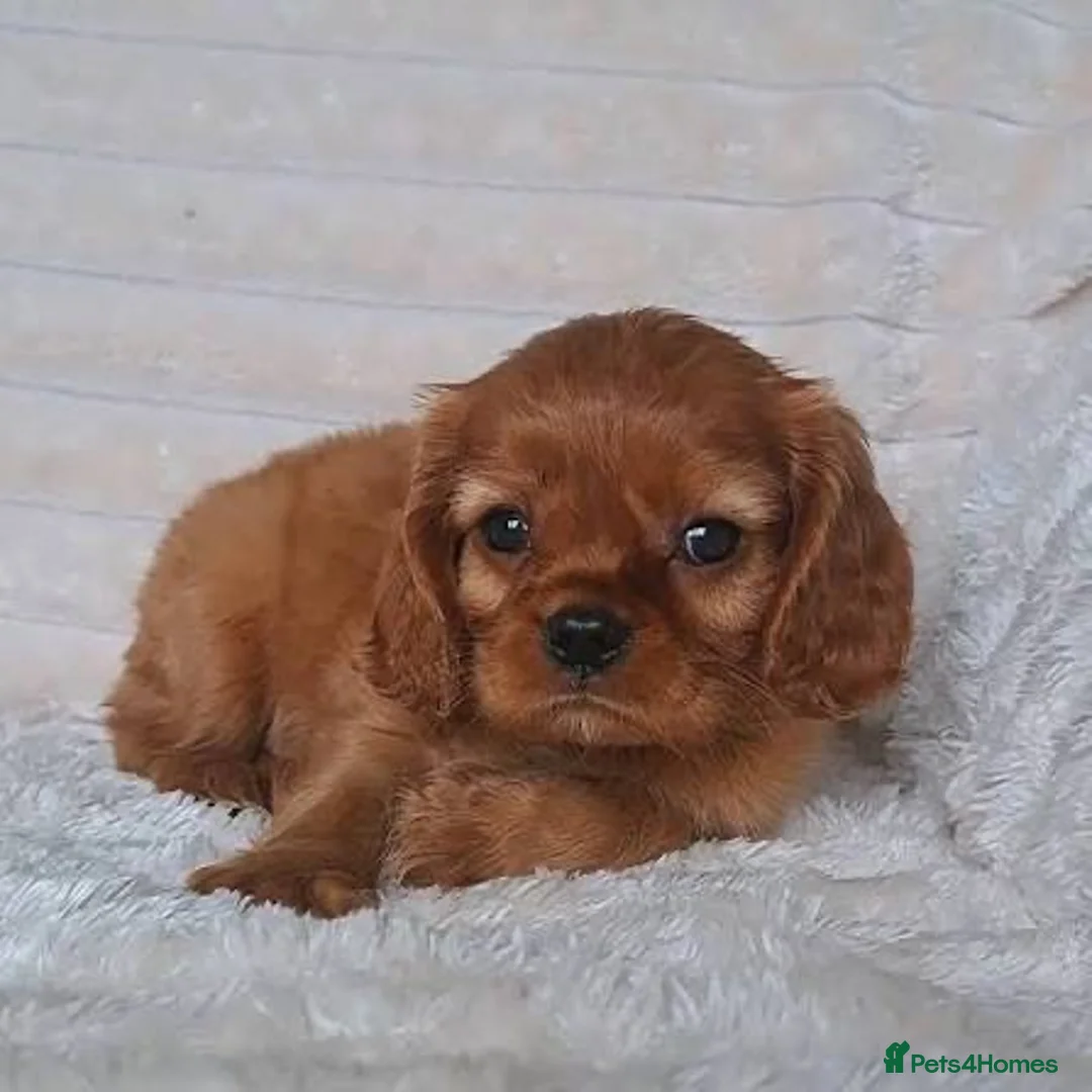 Cavalier King Charles Spaniel dogs for sale: Gorgeous cavalier King Charles 1 year old puppy  - Advert 2