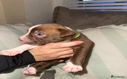 Mixed Breed dogs for sale: Olde English Bulldogge/Staffy bull Collie mix - Image 16