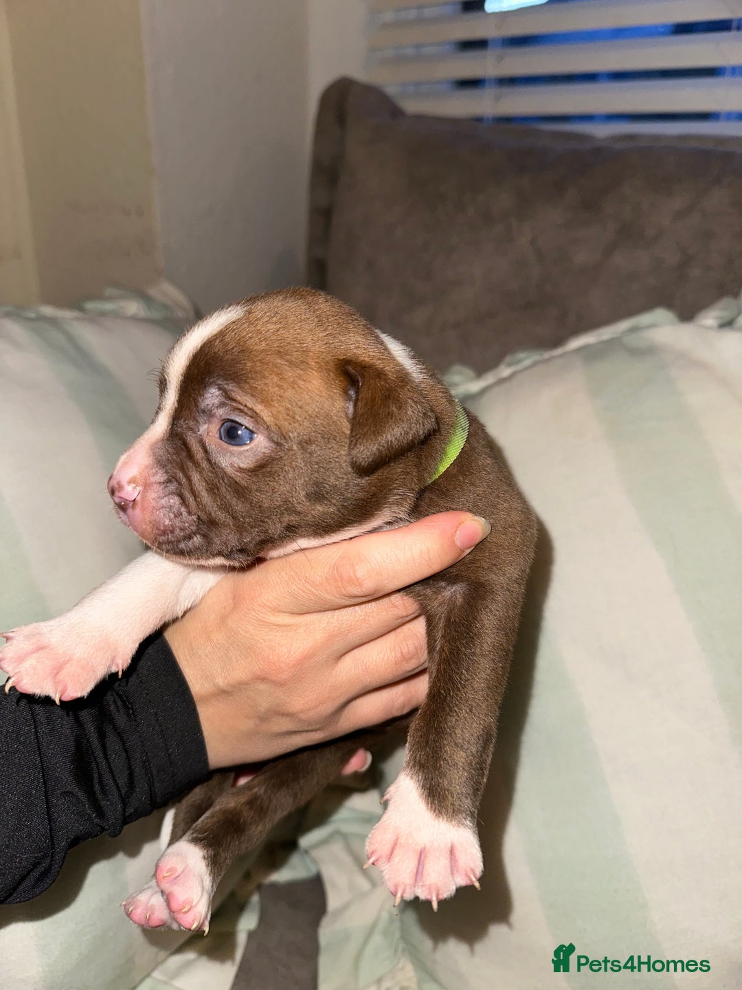 Mixed Breed dogs for sale: Olde English Bulldogge/Staffy bull Collie mix - Image 16