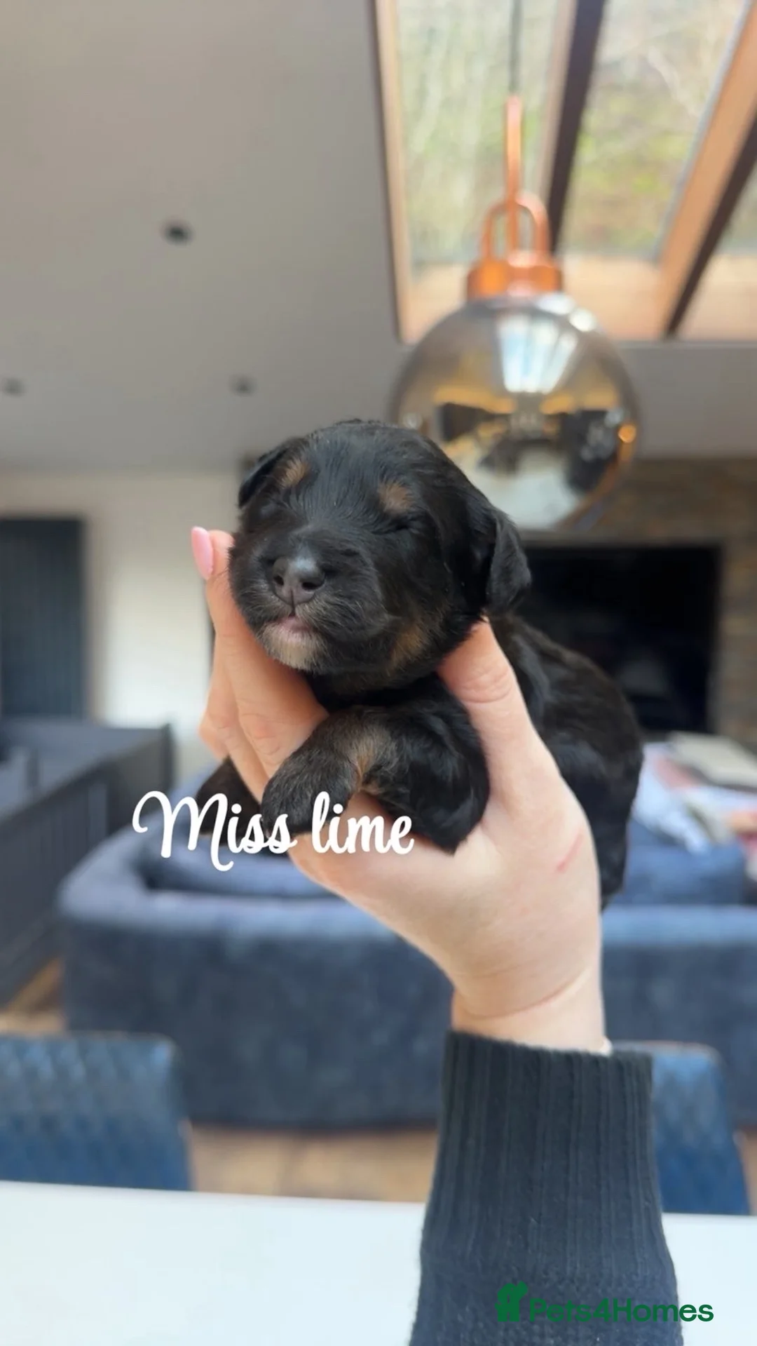 Bernedoodle dogs for sale: Merle, Black & Tan Mini Outstanding Bernedoodles - Advert 23