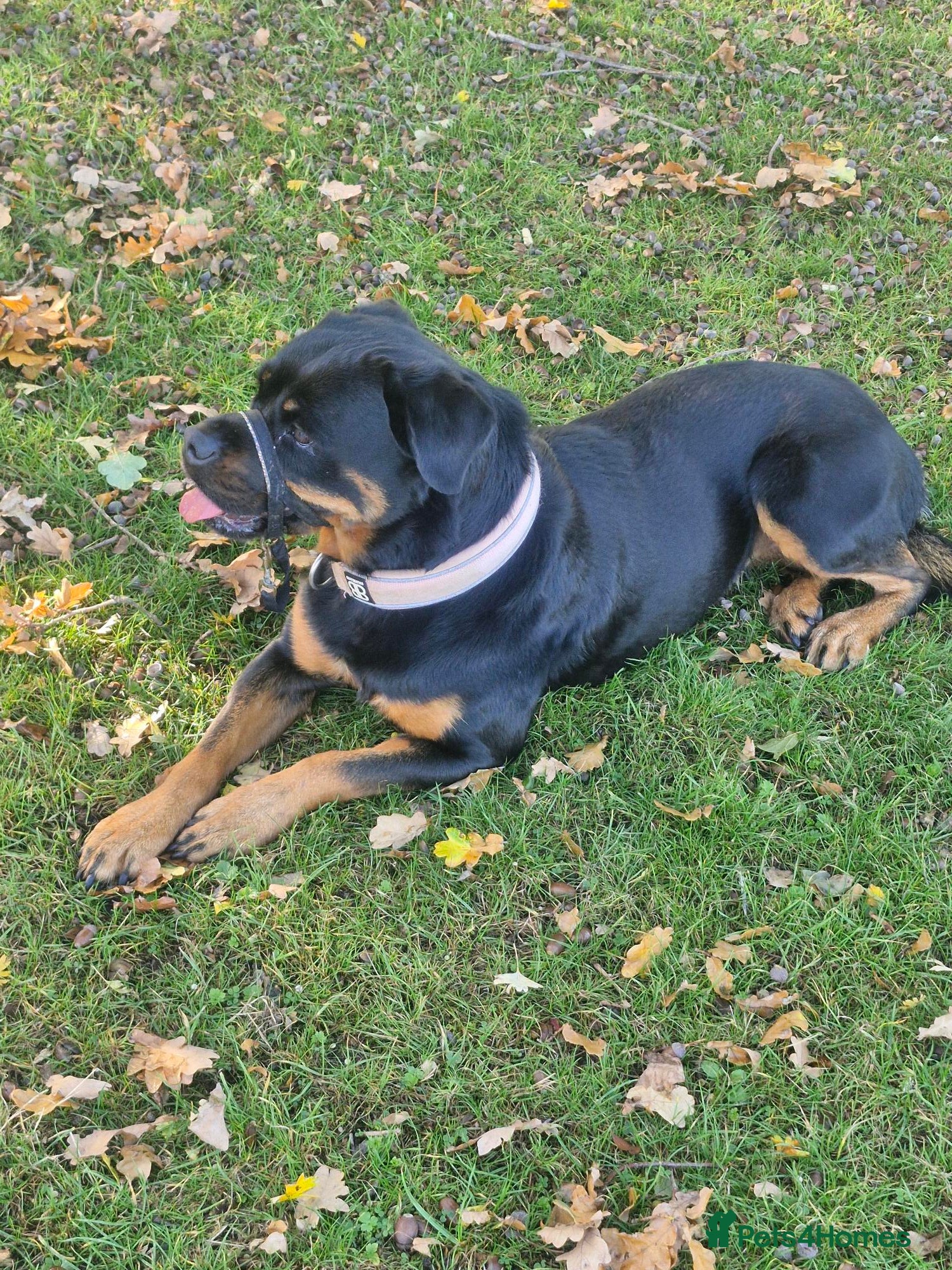Rottweiler dogs Skye The Rotti  - Advert 10