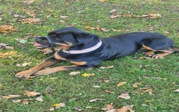 Rottweiler dogs for sale: Skye The Rotti  - Advert 1