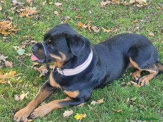 Rottweiler dogs for sale: Skye The Rotti - Advert 1