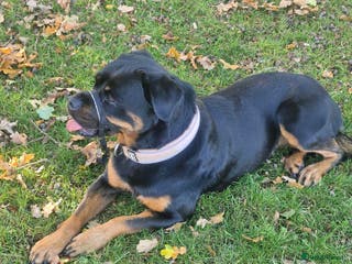 Rottweiler dogs Skye The Rotti - Advert 7