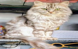 Maine Coon cats for sale: 3 beautiful Maine coon babies READY NOVEMBER - Image 16