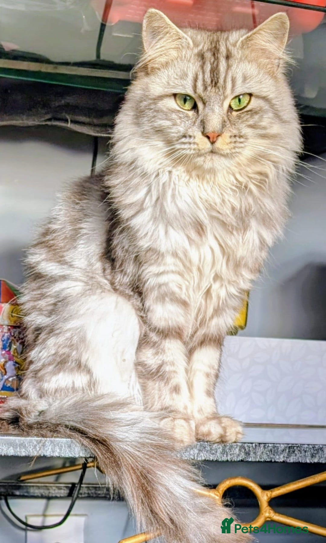Maine Coon cats for sale: 3 beautiful Maine coon babies READY NOVEMBER - Image 16