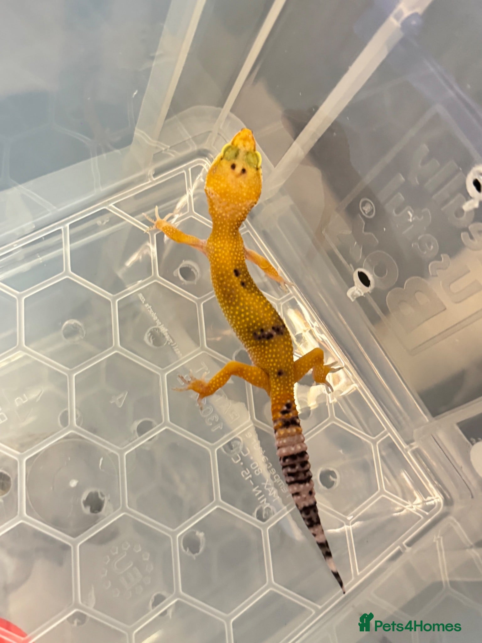Leopard Gecko reptiles Leopard gecko babys - Advert 11