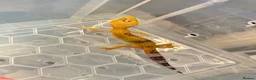 Leopard Gecko reptiles for sale: Leopard gecko babys in Birmingham - Advert 2