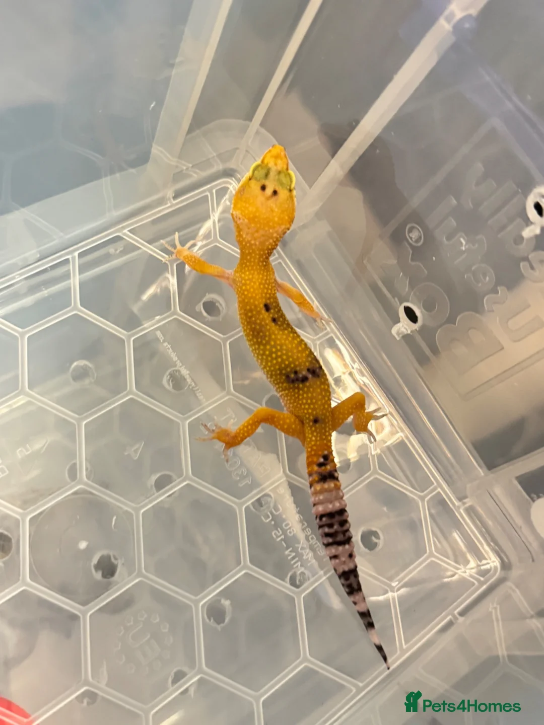 Leopard Gecko reptiles for sale: Leopard gecko babys in Birmingham - Advert 2