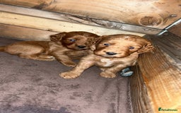 Cockapoo dogs for sale: Cockerpoo puppies  - Advert 3