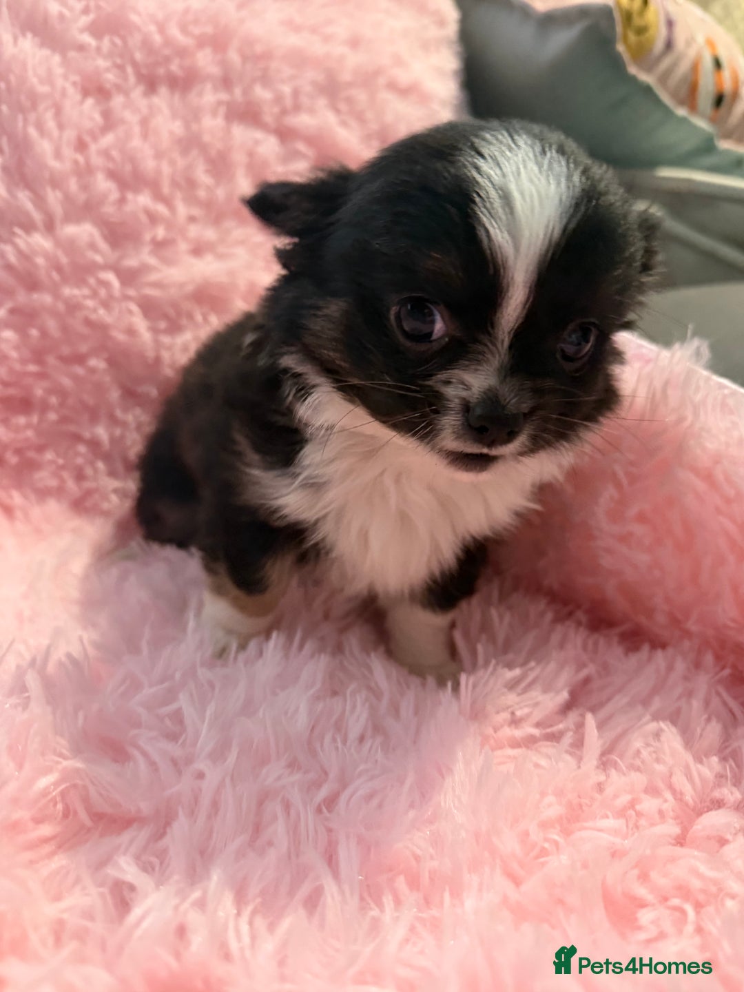 Chihuahua dogs for sale: Beautiful litter of four l/c CHIHUAHUAS READY NOW! - Advert 18