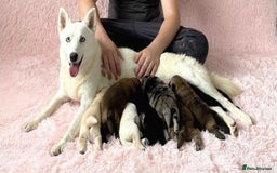 Chow Chow dogs for sale: Chocolate Merle blue eyed chowsky male puppy  - Image 8