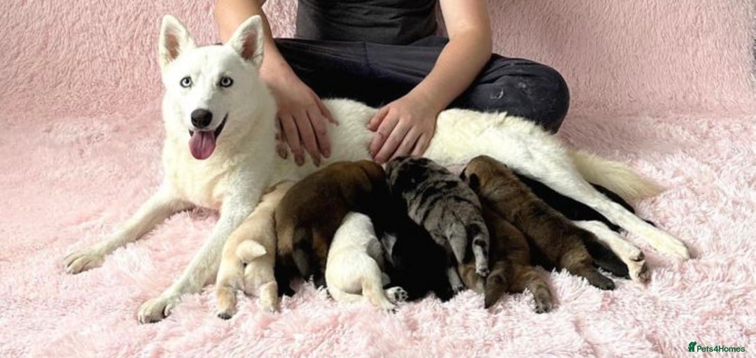 Chow Chow dogs for sale: Chocolate Merle blue eyed chowsky male puppy  - Image 8