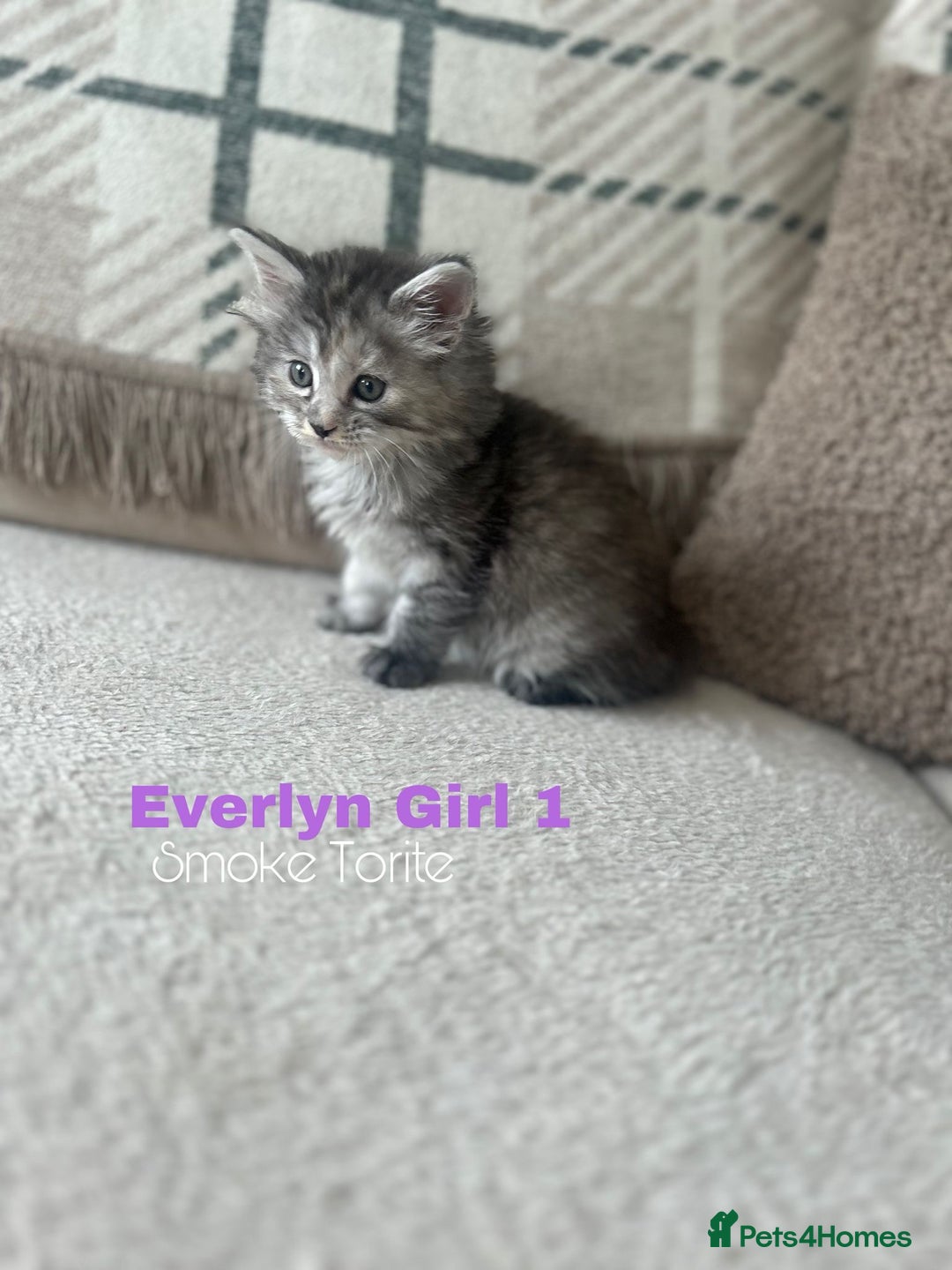 Ragcoon cats for sale: Gorgeous Mainecoon x Ragdoll kittens  - Image 7