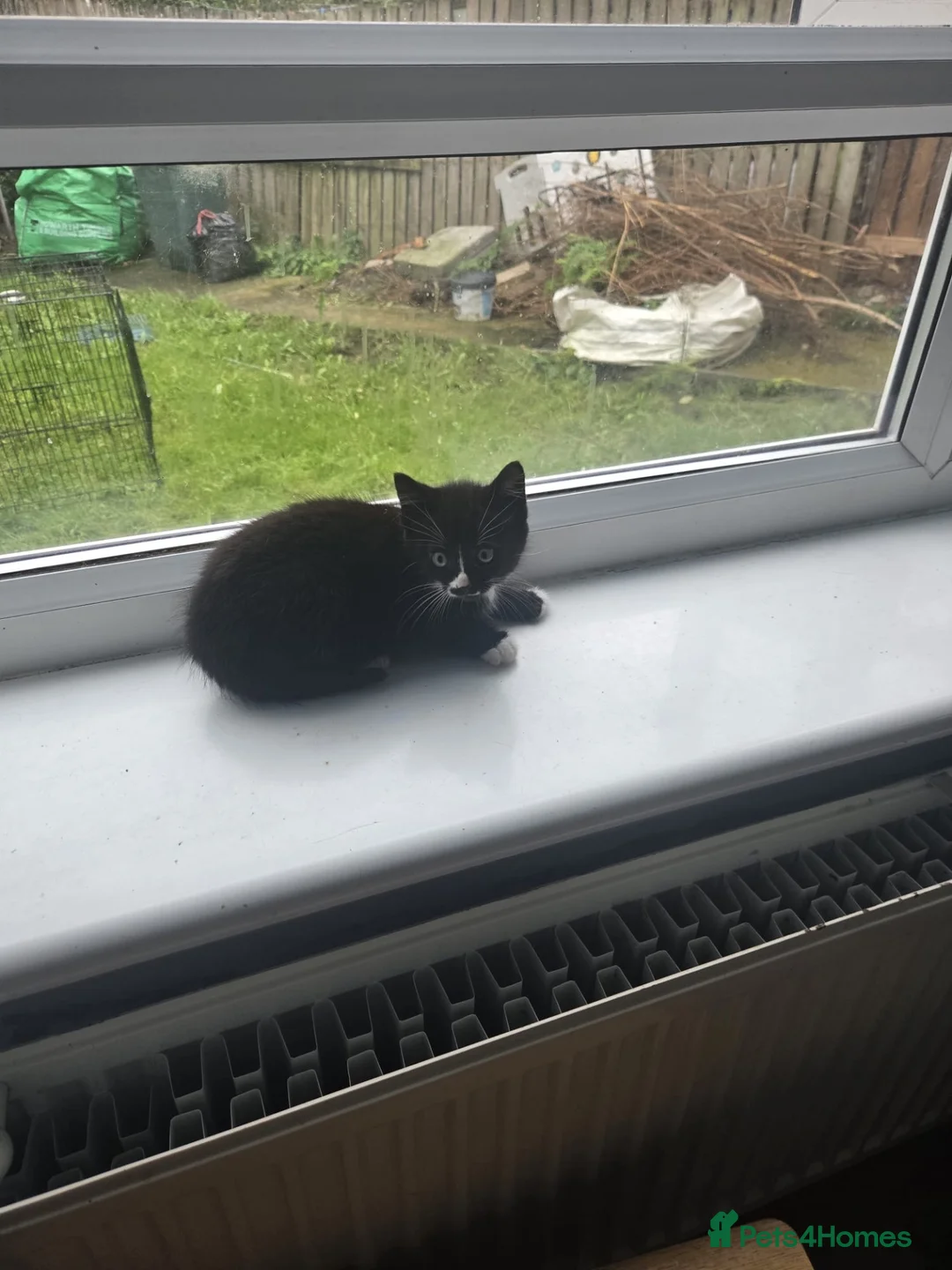 Mixed Breed cats for sale: 3 beautiful kittens for sale in Manchester - Advert 7