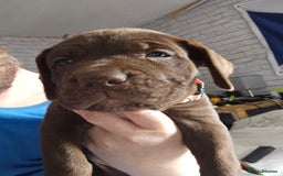 Mastiff dogs for sale: Mastiff Hybrids  - Image 6