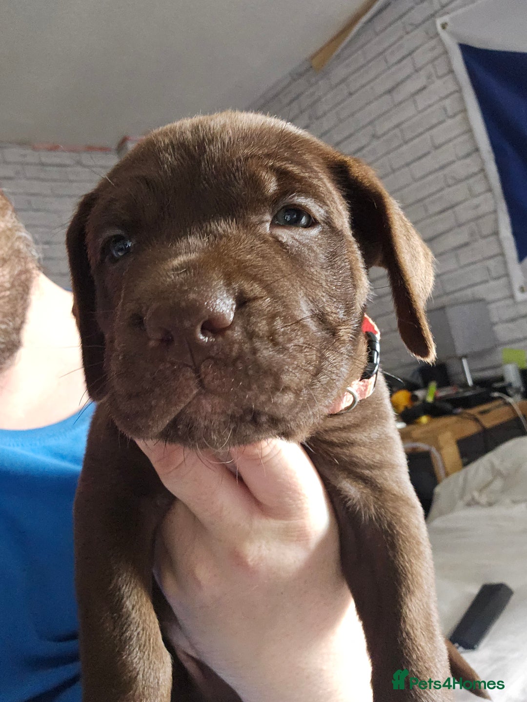 Mastiff dogs for sale: Mastiff Hybrids  - Image 6