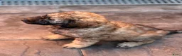 Goldendoodle dogs for sale: Goldendoodle pups health tested parents  - Advert 10
