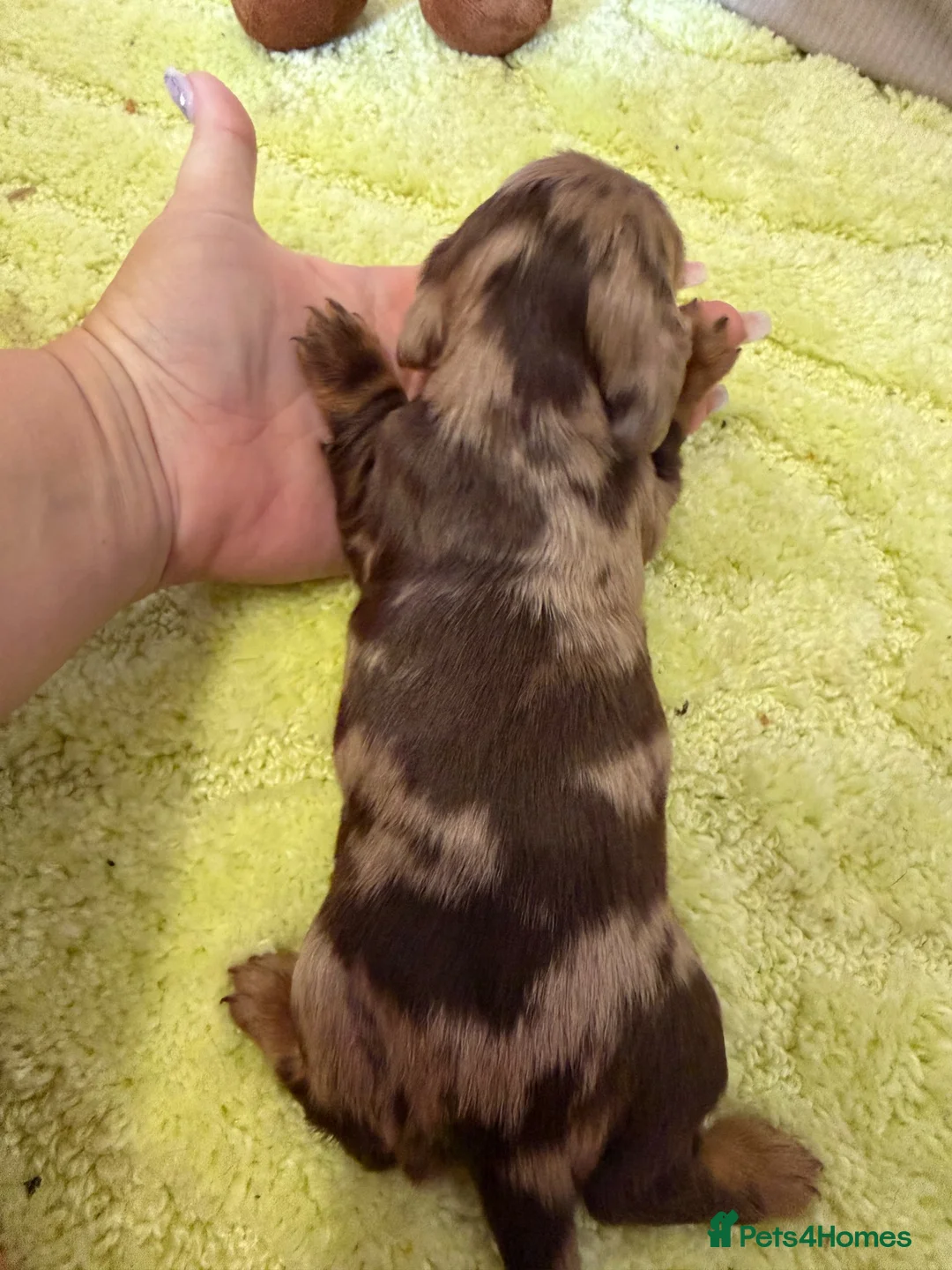 Miniature Dachshund dogs for sale: Beautiful long haired miniature dachshunds - Advert 13