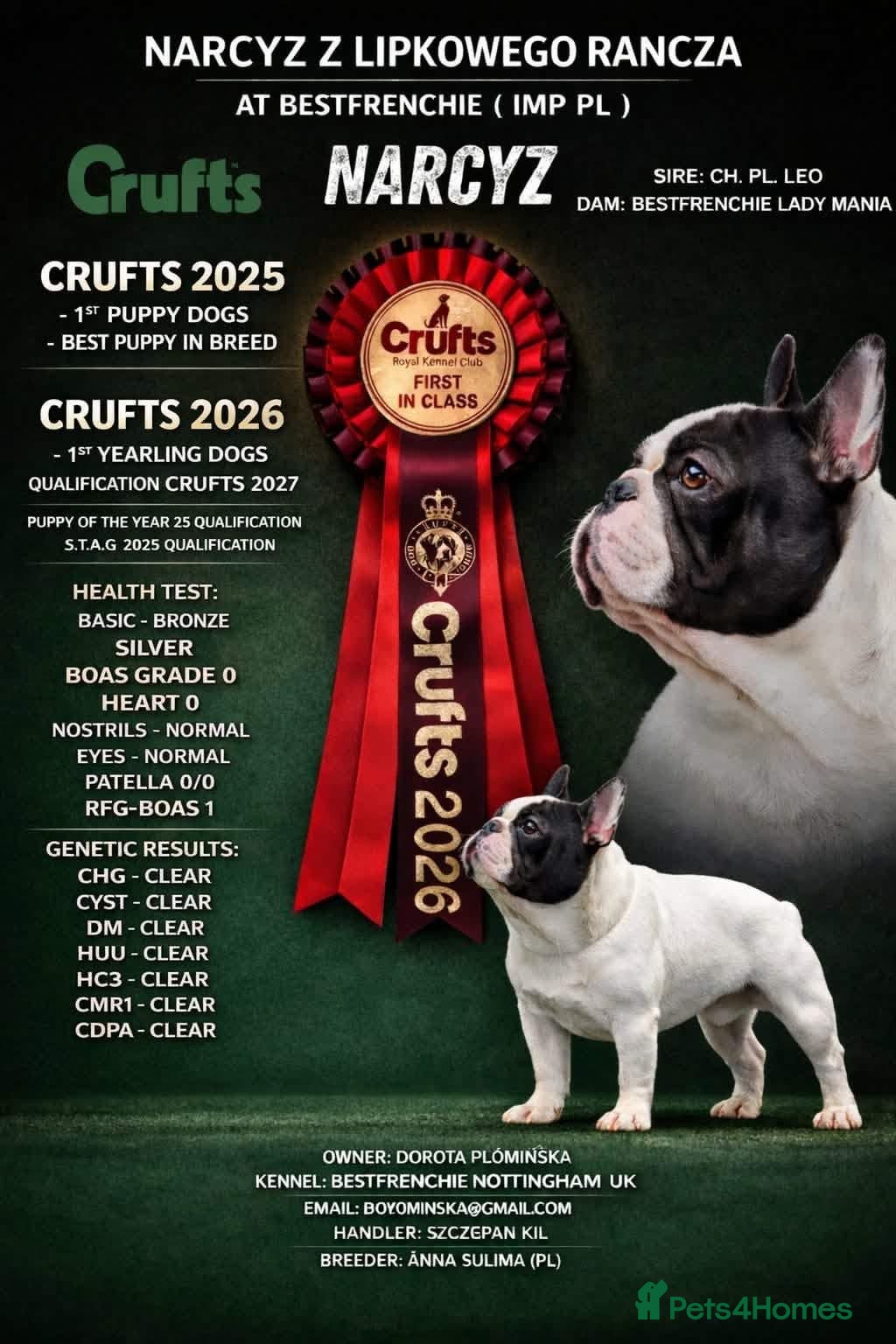 French Bulldog dogs for sale: KC fully health genetic & tested puppies - Advert 5