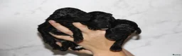 Miniature Poodle dogs for sale: Beautiful miniature poodle puppies  - Advert 8