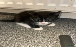 Mixed Breed cats for sale: Mixed grey kittens  - Image 4