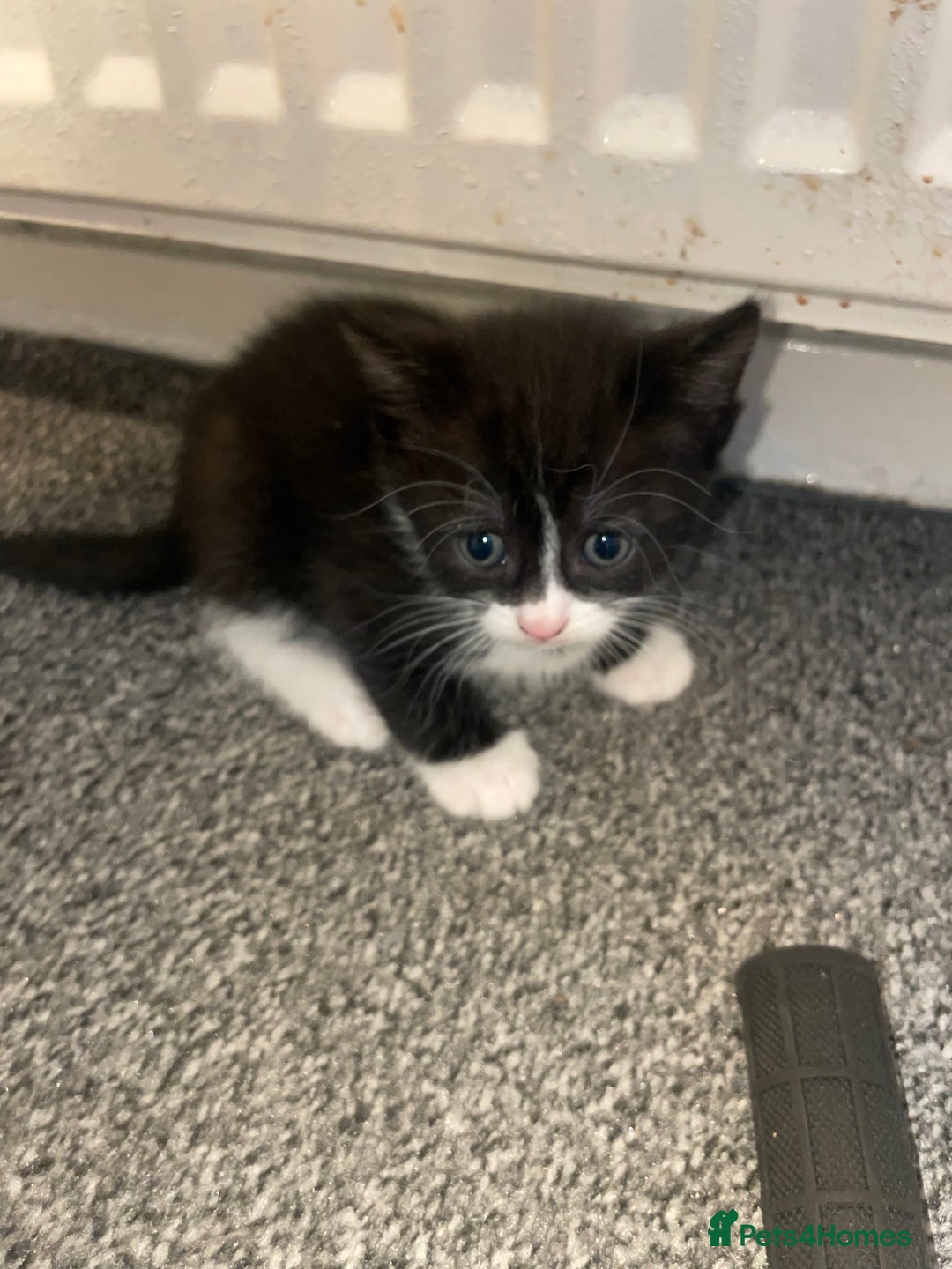 Mixed Breed cats for sale: Mixed grey kittens  - Image 4