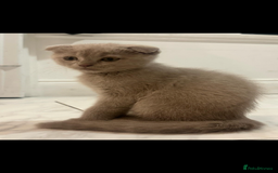 Scottish Fold cats for sale: Scottish fold kittens - Image 6