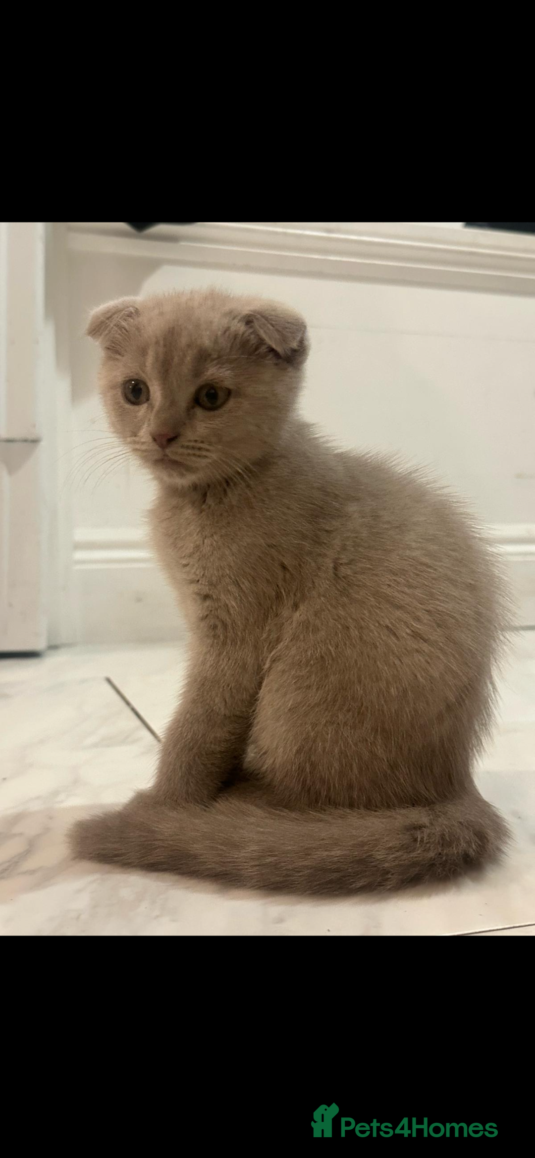 Scottish Fold cats for sale: Scottish fold kittens - Image 6