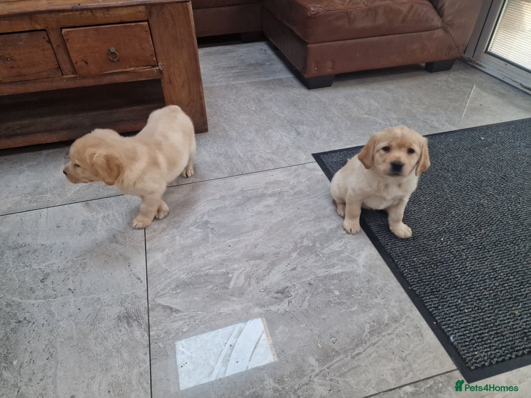 Labrador Retriever dogs for sale: Labrador very cute and playful puppies  - Advert 2