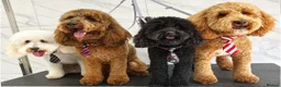 Cockapoo dogs for stud: Red f1b cockapoo health tested stud  in Swindon - Advert 2