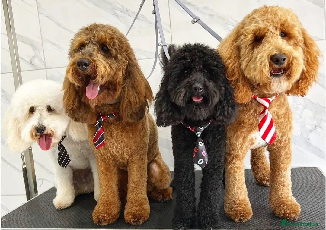 Cockapoo dogs for stud: Red f1b cockapoo health tested stud  in Swindon - Advert 2