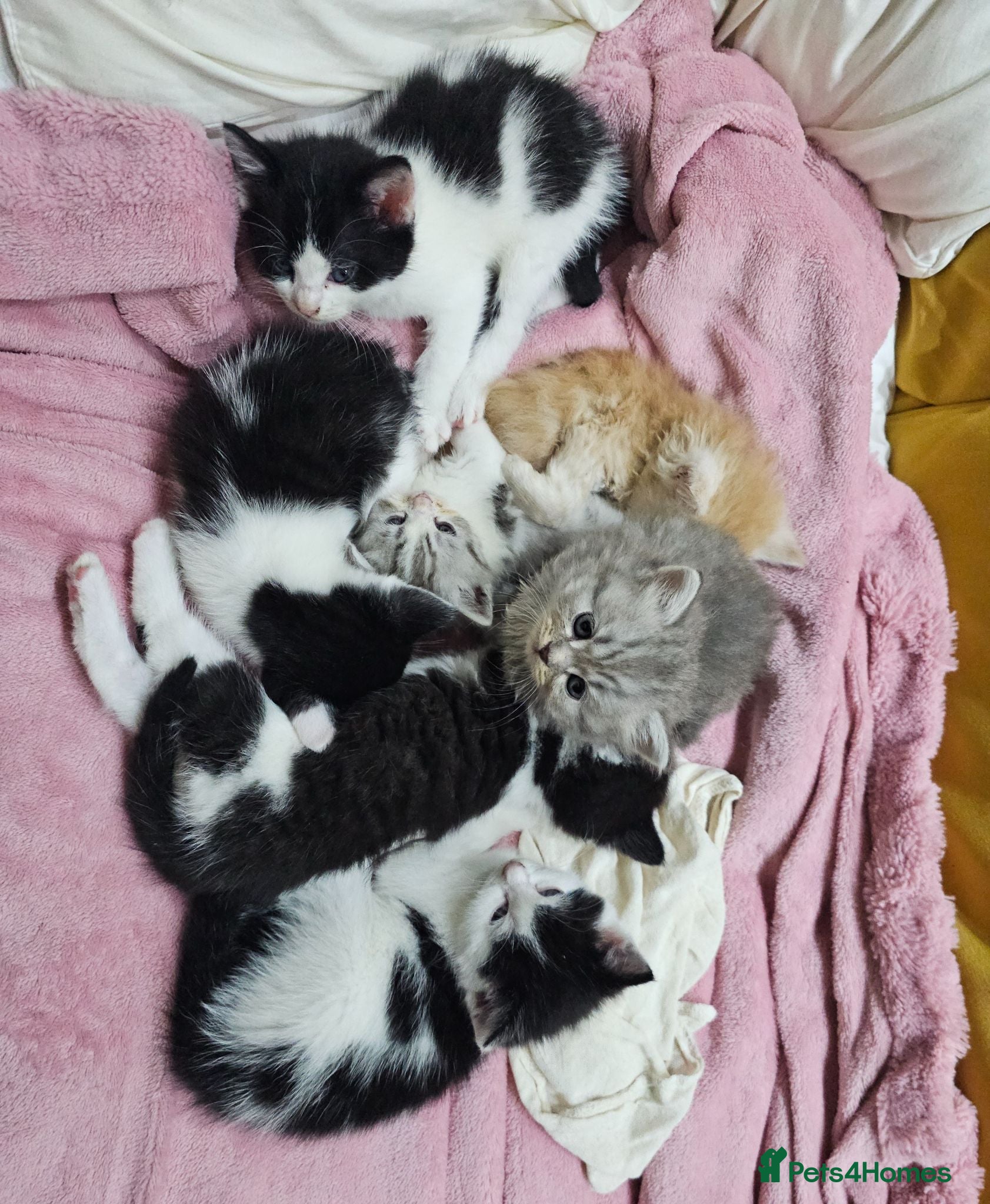 Mixed Breed cats 2 different litters, tiny kittens  - Advert 1