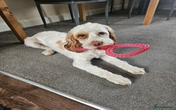 Cockapoo dogs for sale:  Cockerpoo f2b female 21 months old - Image 4