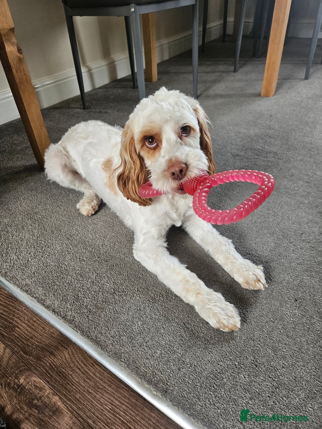 Cockapoo dogs for sale:  Cockerpoo f2b female 21 months old - Image 4