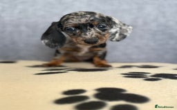 Dachshund dogs for sale: Miniature Dachshund puppies  - Image 13