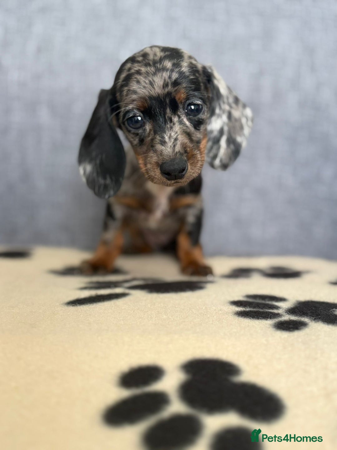 Dachshund dogs for sale: Miniature Dachshund puppies  - Image 13