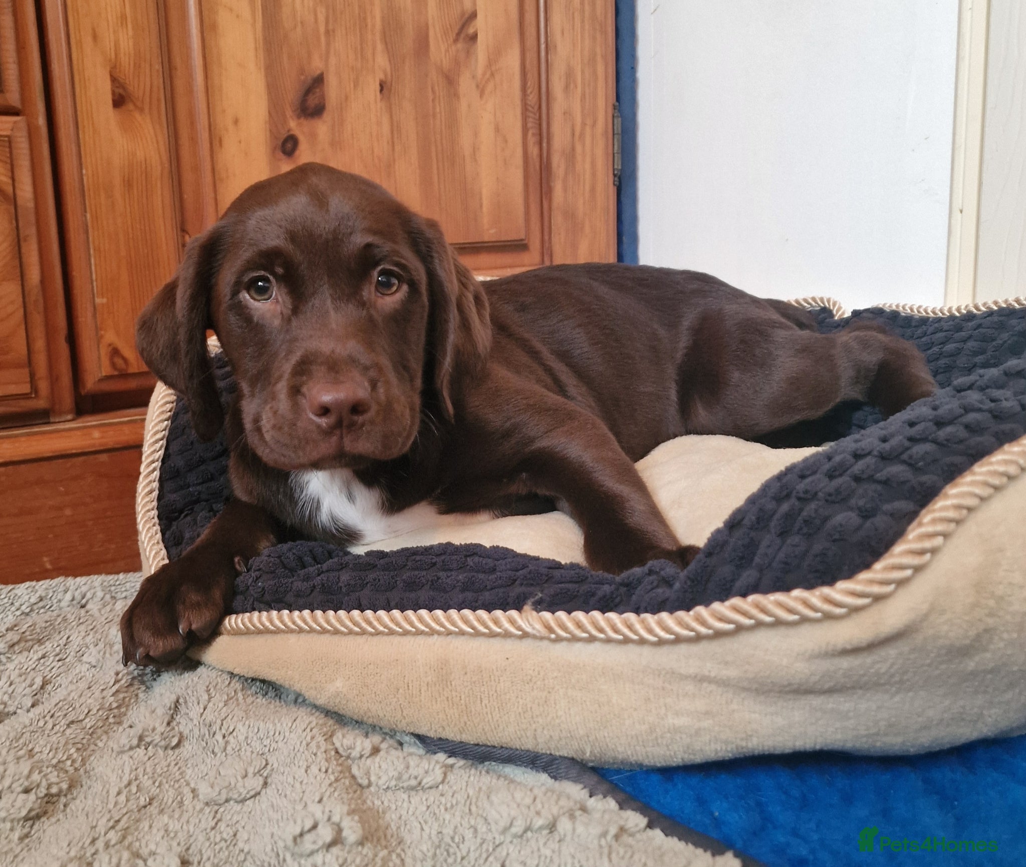 Springador dogs STUNNING SPRINGADOR PUPPIES - Advert 16