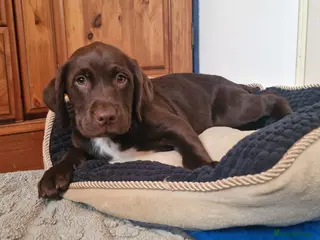 Springador dogs STUNNING SPRINGADOR PUPPIES - Advert 16