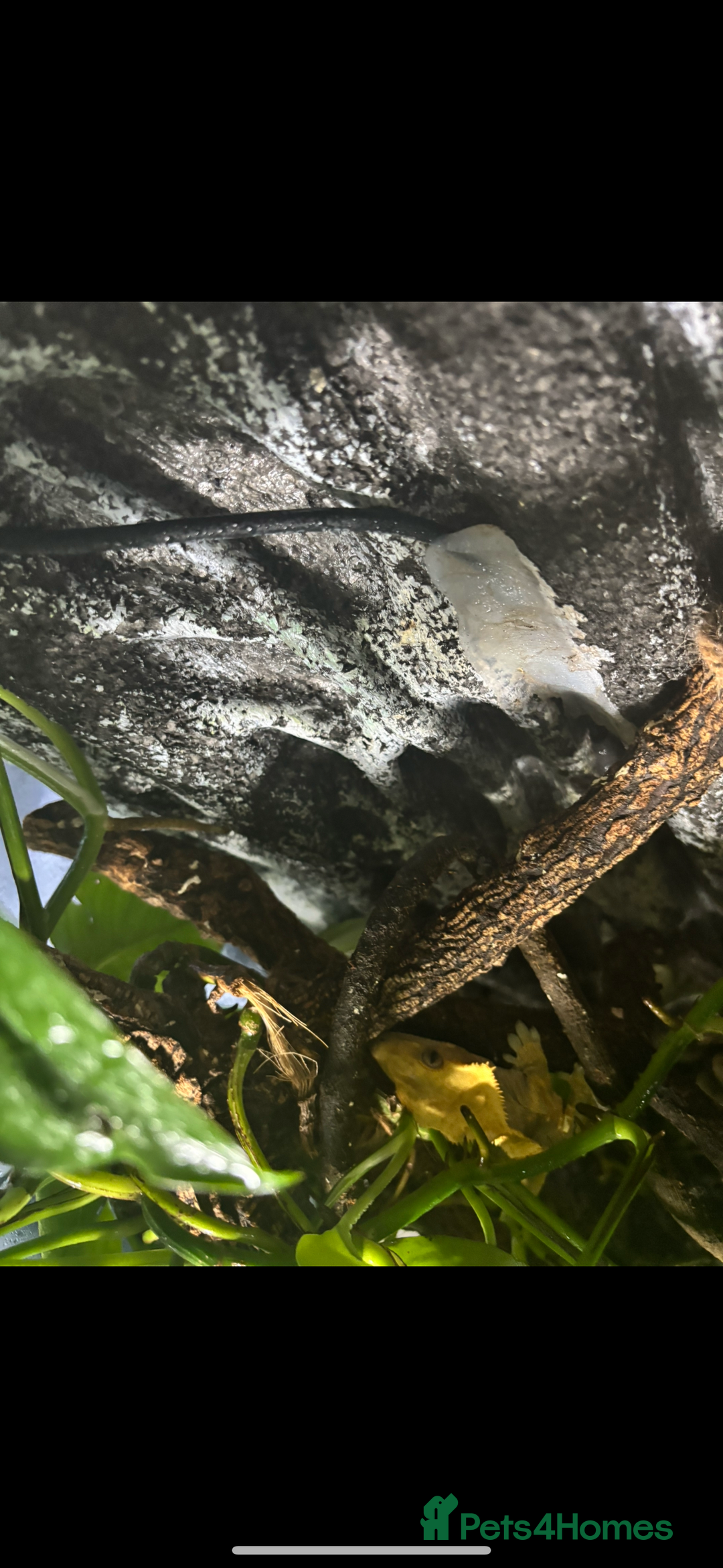 Gecko reptiles for sale: Crested geckos breeding pair - Image 7