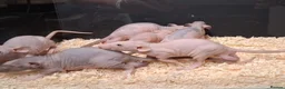 Rat rodents for sale: Baby Dumbo Rat's, various types  - Advert 9