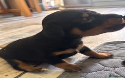 Mixed Breed dogs for sale: Jackawawa - Image 15