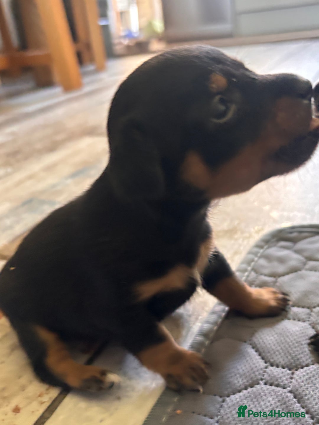 Mixed Breed dogs for sale: Jackawawa - Image 15