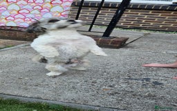 Shih Tzu dogs for sale: Doggy  - Image 2