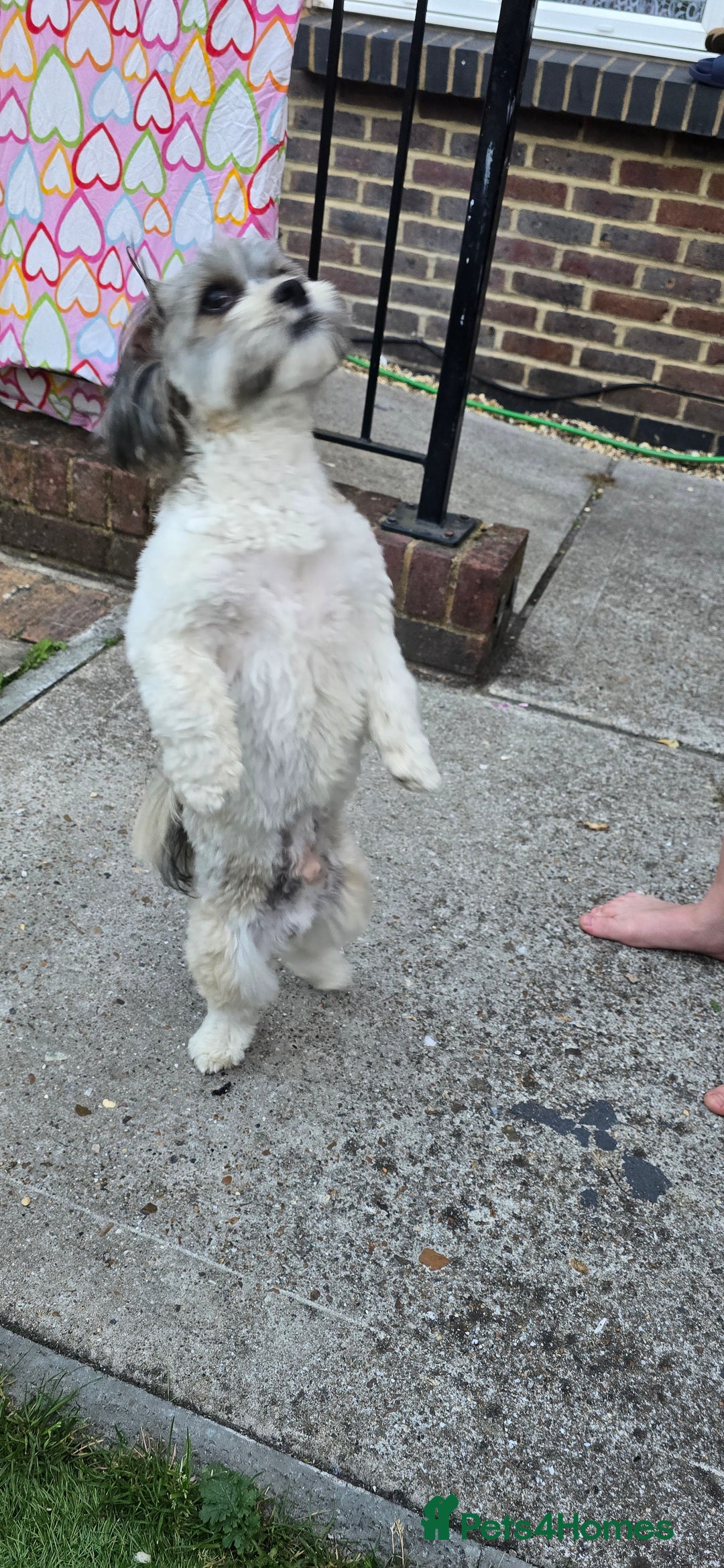Shih Tzu dogs for sale: Doggy  - Image 2