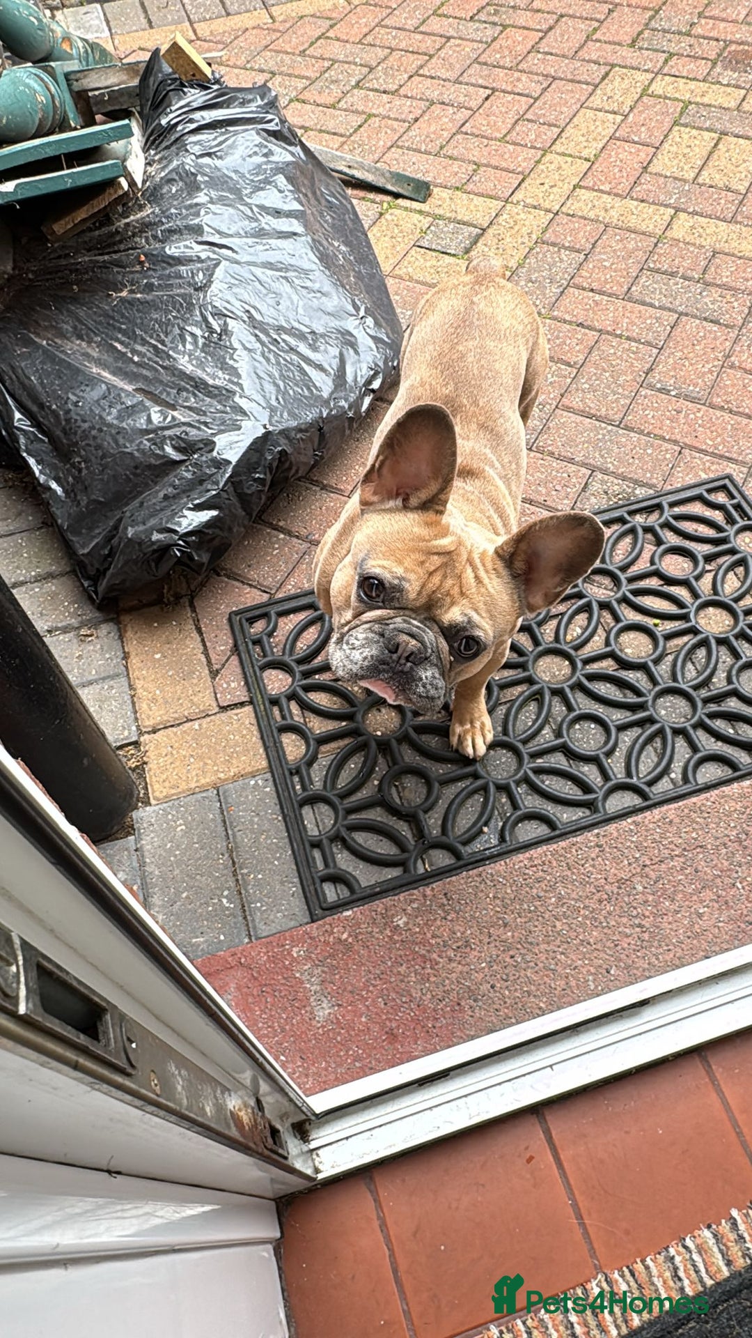 French Bulldog dogs for sale: Frenchbull dog  - Image 4